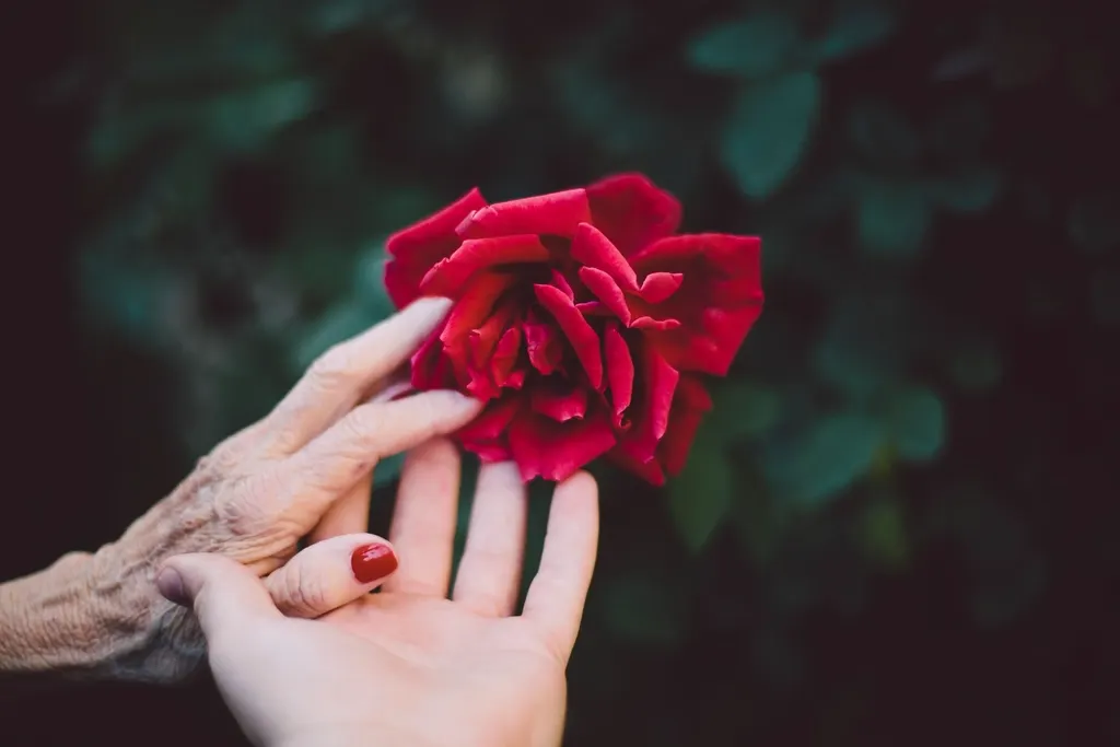 A young hand and a wrinkled older hand hold a red rose together.